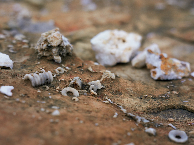 Crinoids